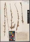 Foto von Salix wilhelmsiana M. Bieb.